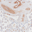 CD146 antibody immunohistochemistry placenta paraffin-embedded STJA0037687