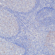 c-Myc antibody immunohistochemistry tonsil STJA0037700
