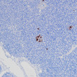 Somatostatin antibody immunohistochemistry pancreas tissue paraffin-embedded STJA0037703