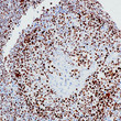 MCM2 antibody immunohistochemistry paraffin-embedded tonsil STJA0037717
