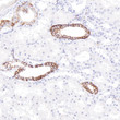 CD171 antibody immunohistochemistry paraffin-embedded kidney STJA0037741
