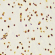 DiMethyl-Histone H3-K4 antibody immunohistochemistry rat brain STJA0037752