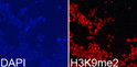DiMethyl-Histone H3K9 antibody immunofluorescence 293T cells STJA0037753