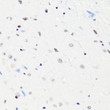 H4-K5AC antibody immunohistochemistry mouse brain STJA0038105