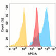 BCL2L1 antibody flow cytometry Expi293 cells STJA0038121