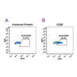 CD28 antibody flow cytometry Expi 293 cells STJA0038136