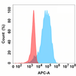 CD40L antibody flow cytometry Expi293 cells STJA0038142