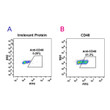 CD48 antibody flow cytometry Expi 293 cells STJA0038145