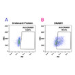 DNAM1 antibody flow cytometry Expi 293 cells STJA0038161