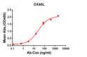 OX40L antibody ELISA human protein rabbit monoclonal STJA0038179