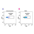 PSCA antibody flow cytometry Expi 293 cells STJA0038182