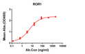 ROR1 antibody ELISA human protein STJA0038185
