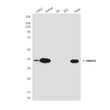 PRMT6 antibody western blot COS7 Jurkat C6 3T3 HeLa STJA0038207