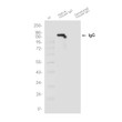IgG antibody western blot mouse IgG native denatured HRP STJS001236