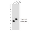 FLAG tag antibody western blot CHO-K1 cells STJS001241