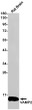 VAMP2 antibody western blot rat brain STJA0034985