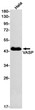 VASP antibody western blot HeLa lysates STJA0034986