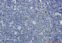 vMyb/c-Myb Phospho-Ser11 antibody immunohistochemistry human tonsil STJA0034999
