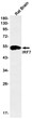 IRF7 antibody western blot rat brain STJA0035017