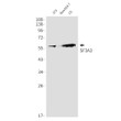SF3A3 antibody western blot 3T3 Raw2647 C6 STJA0035021