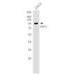 MST1 antibody western blot C2C12 lysates STJA0035025
