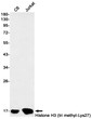 TriMethyl-Histone H3 Lys27 antibody western blot C6 Jurkat STJA0035048