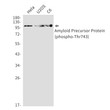 Phospho-Amyloid Precursor Protein Thr743 antibody western blot HeLa U2OS C6 STJA0035052