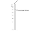 Phospho-eIF4B Ser406 antibody western blot mouse heart STJA0035063