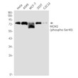 Phospho-MCM2 Ser40 antibody western blot HeLa A549 MCF-7 293T C2C12 STJA0035077