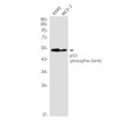 Phospho-p53 Ser6 antibody western blot A549 MCF-7 STJA0035083