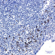 p53 Phospho-Ser6 antibody immunohistochemistry human tonsil STJA0035083