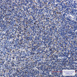 PTP1B Phospho-Ser378 antibody immunohistochemistry human tonsil STJA0035089
