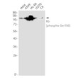 Phospho-Rb Ser780 antibody western blot HeLa A549 HL-60 U2OS C6 STJA0035093