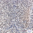 Rb Phospho-Ser780 antibody immunohistochemistry human tonsil STJA0035093