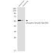 Phospho-Smad2 antibody western blot mouse brain lung STJA0035098