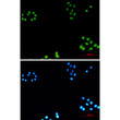 AKAP95 antibody immunocytochemistry HeLa cells STJA0035111