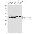 BCL2L14 antibody western blot HeLa A549 HL-60 U251 U87-MG STJA0035128