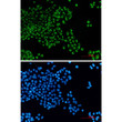 BCL2L14 antibody immunocytochemistry HeLa cells STJA0035128