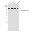 Chromogranin A antibody western blot HeLa A549 U251 C2C12 STJA0035156
