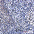 Citrate synthase antibody immunohistochemistry human tonsil STJA0035157