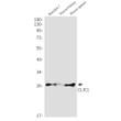 CLIC1 antibody western blot Raw2647 mouse kidney spleen STJA0035159