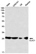CLIC1 antibody western blot HeLa CHO-K1 C6 Ramos STJA0035159