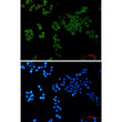 CRCP antibody immunocytochemistry HeLa cells STJA0035163