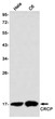 CRCP antibody western blot HeLa C6 STJA0035163