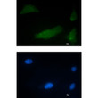 CUGBP1 antibody immunocytochemistry HT-1080 STJA0035170