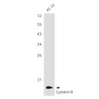 Cystatin B antibody western blot PC-12 STJA0035175