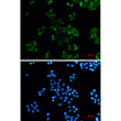DAB2 antibody immunocytochemistry HeLa cells STJA0035178