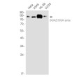 DGKZ antibody western blot HeLa A549 HL-60 U2OS STJA0035181