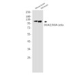 DGKZ antibody western blot mouse rat brain STJA0035182