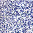 DTYMK antibody immunohistochemistry human tonsil STJA0035186